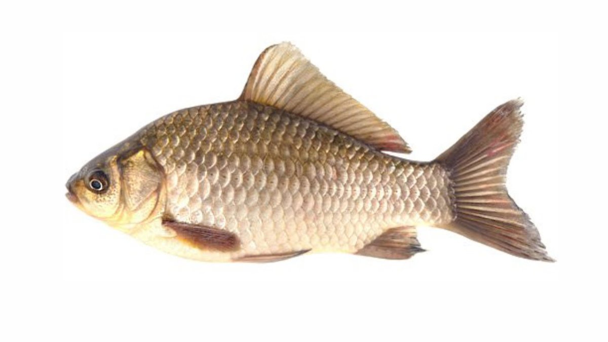 Рыба карась