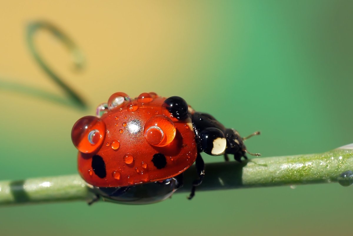 Божья коровка большой огромный