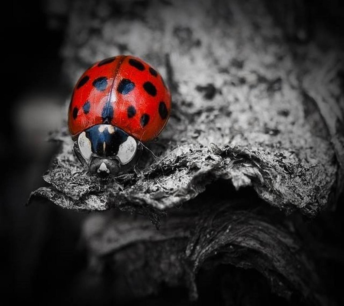 Розовая Божья коровка