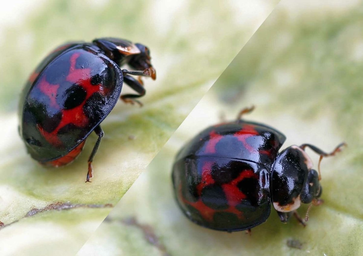 Божья коровка Harmonia axyridis
