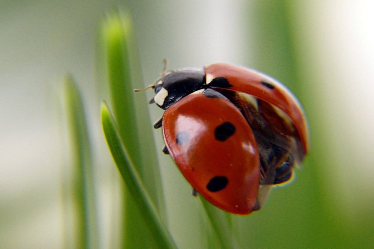 Черная Божья коровка