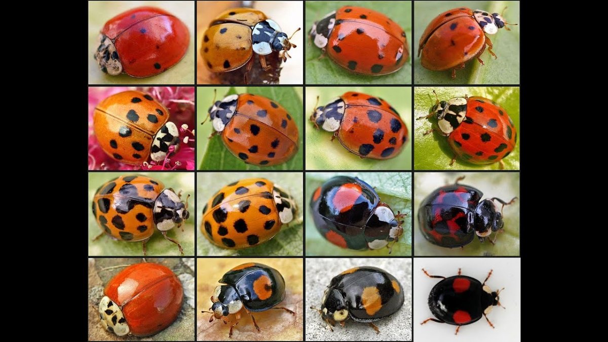 Божья коровка на носу