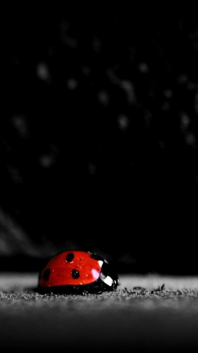 Божья коровка на клевере