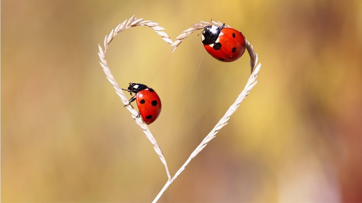 Алекс Солис милые хищники