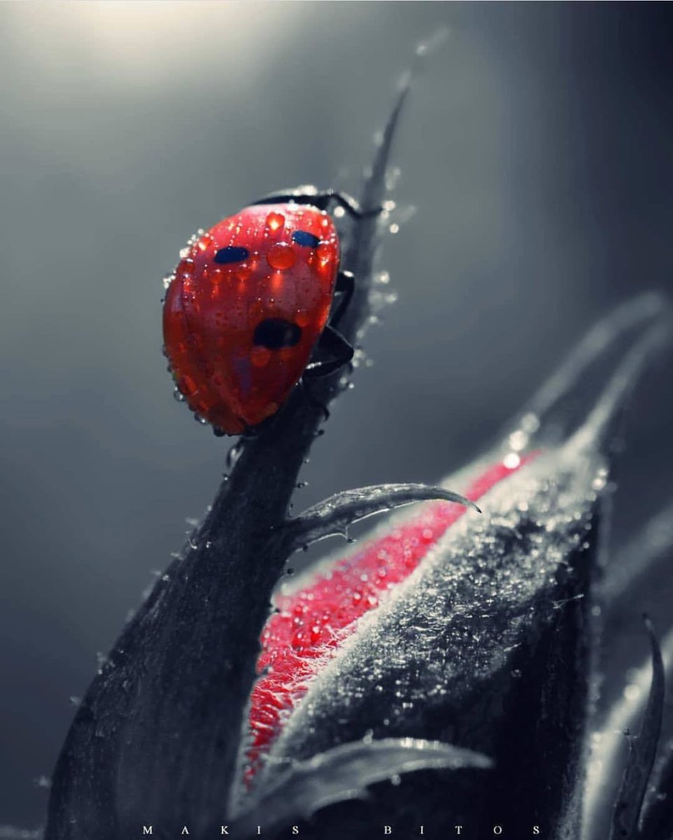 Божья коровка на дереве