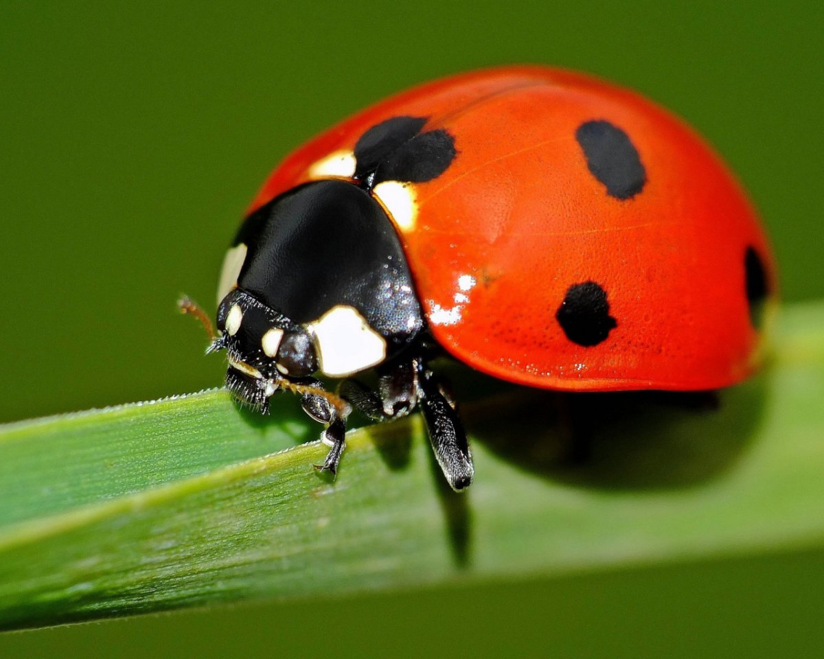 Милые насекомые