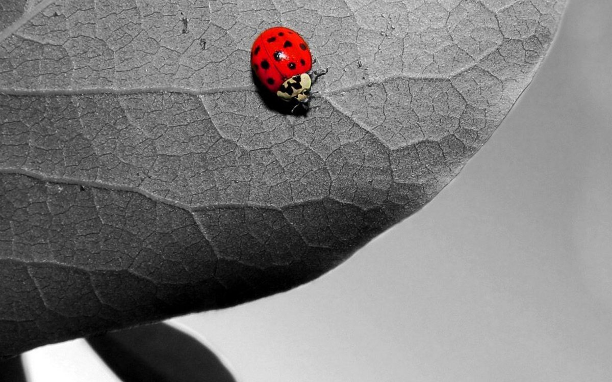 Прикольные Божьи коровки