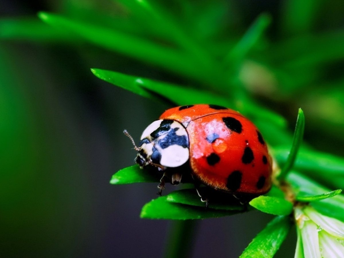 Две Божьи коровки