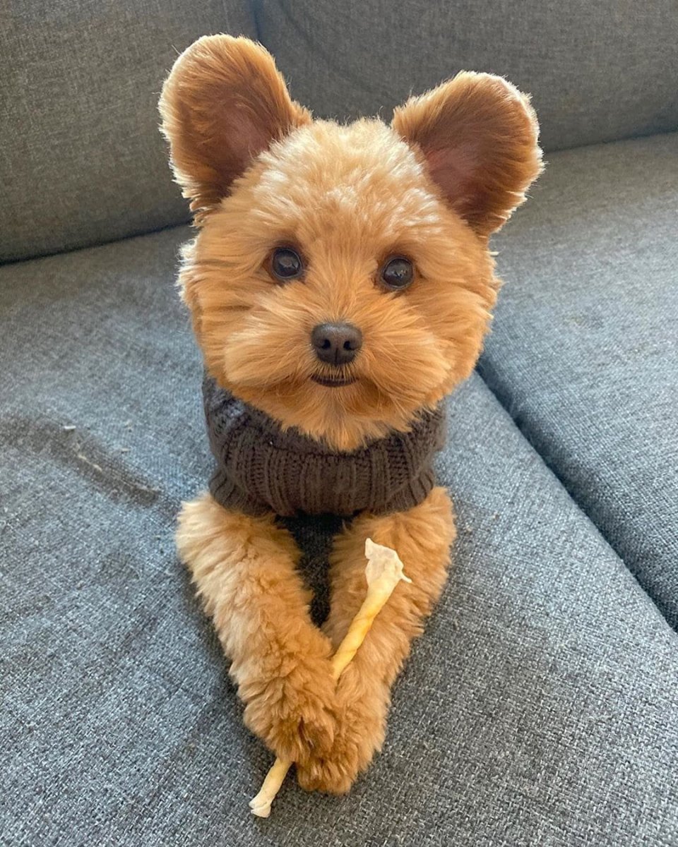 Собачки чау чау