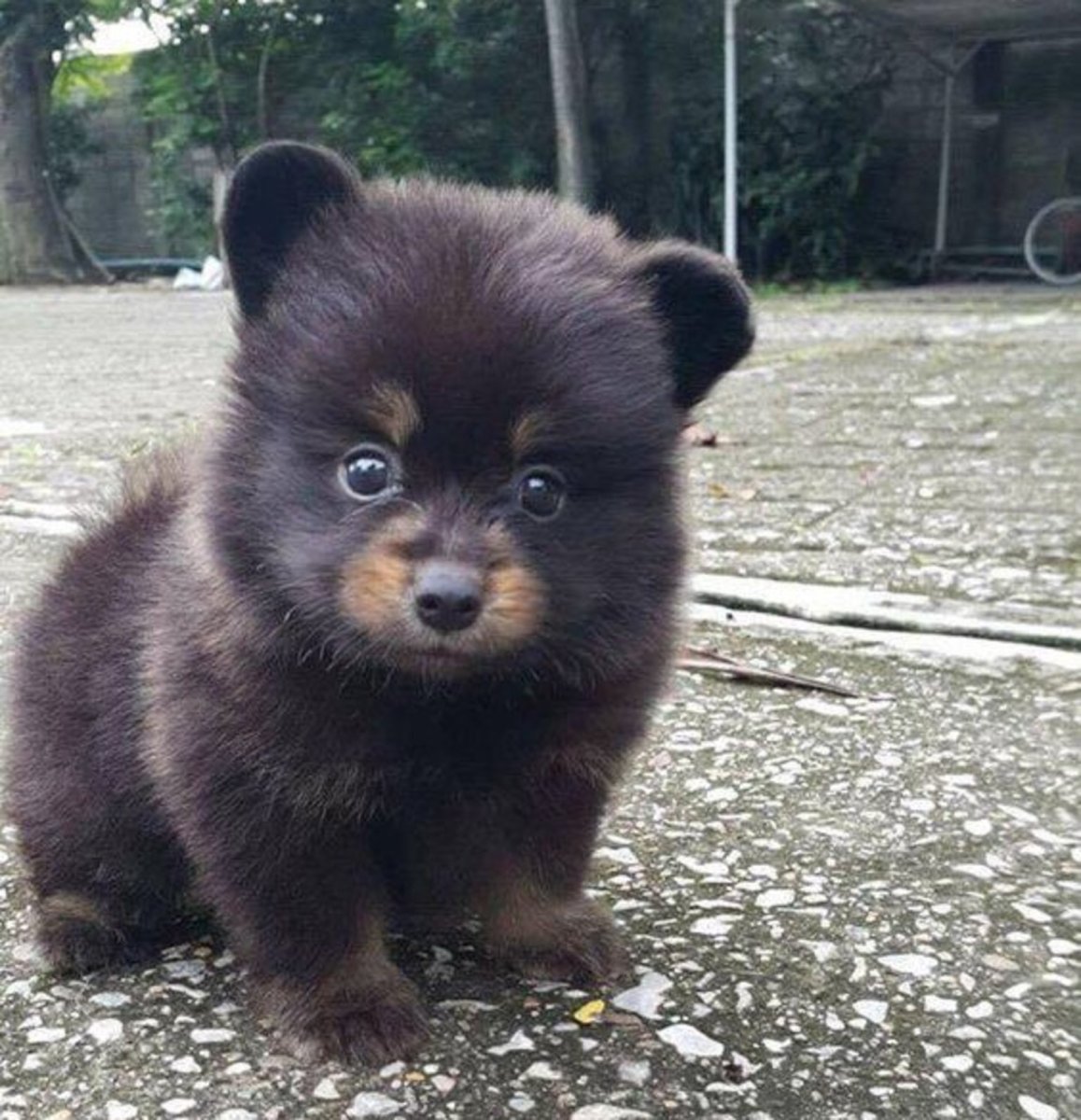 Бишон фризе и шпиц