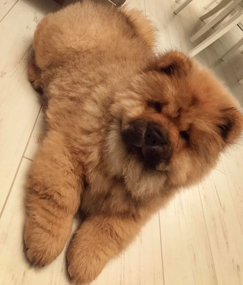 Чао-Чао собака