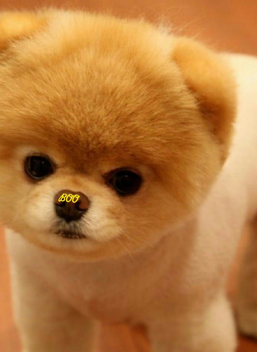 Померанский шпиц Джифф