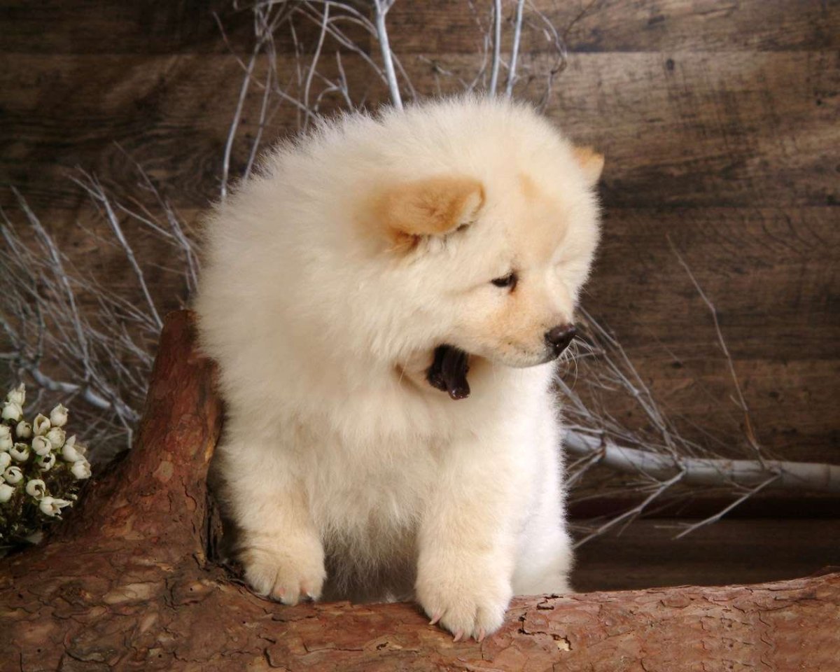 Самоед и померанский шпиц