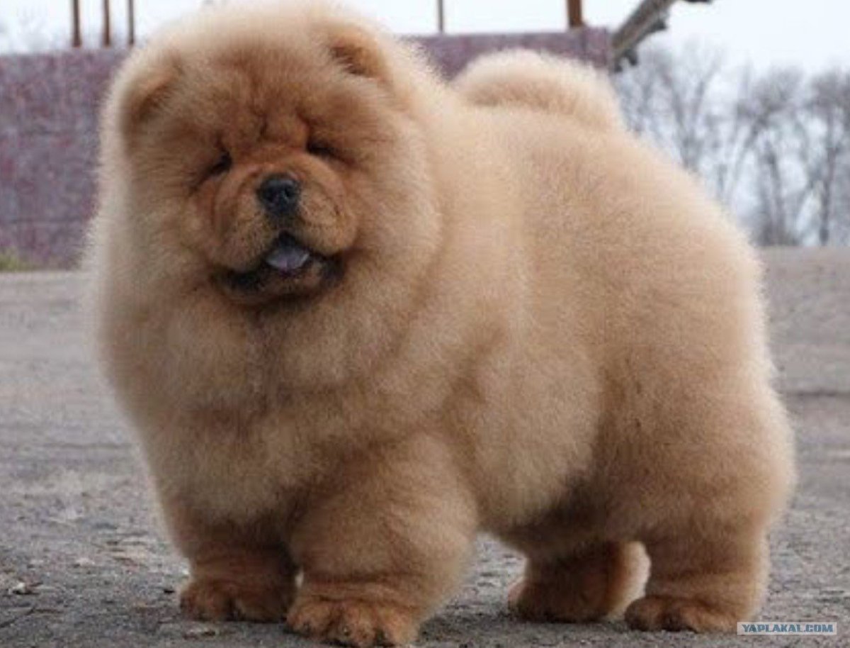 Порода Тедди Беар