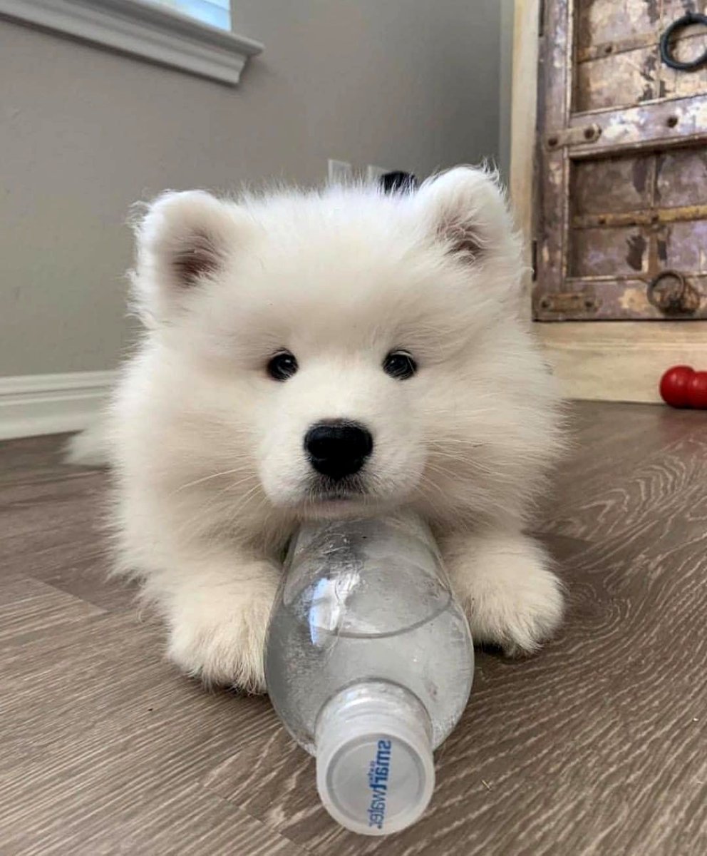 Чау чау мишка