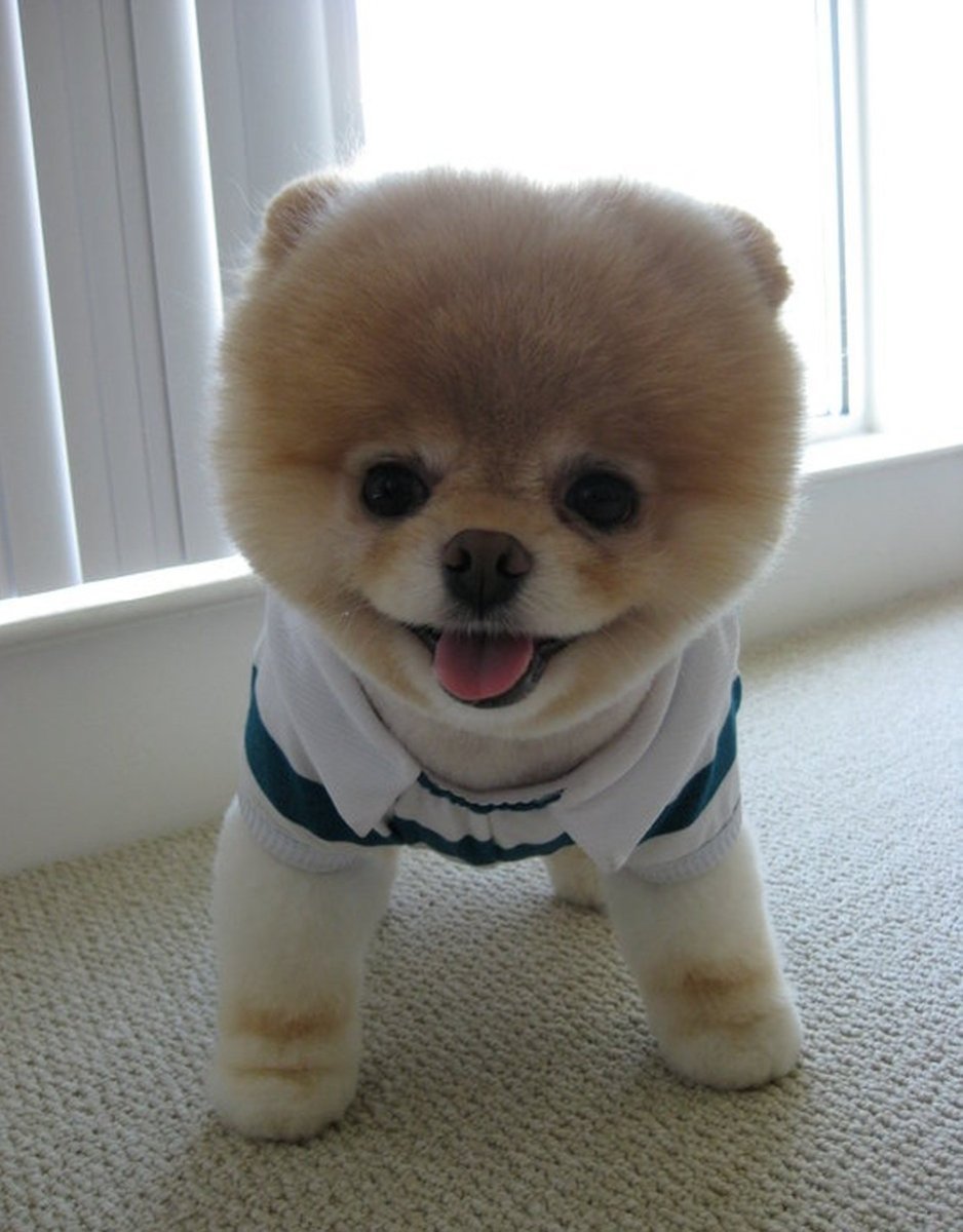 Померанский шпиц БОО