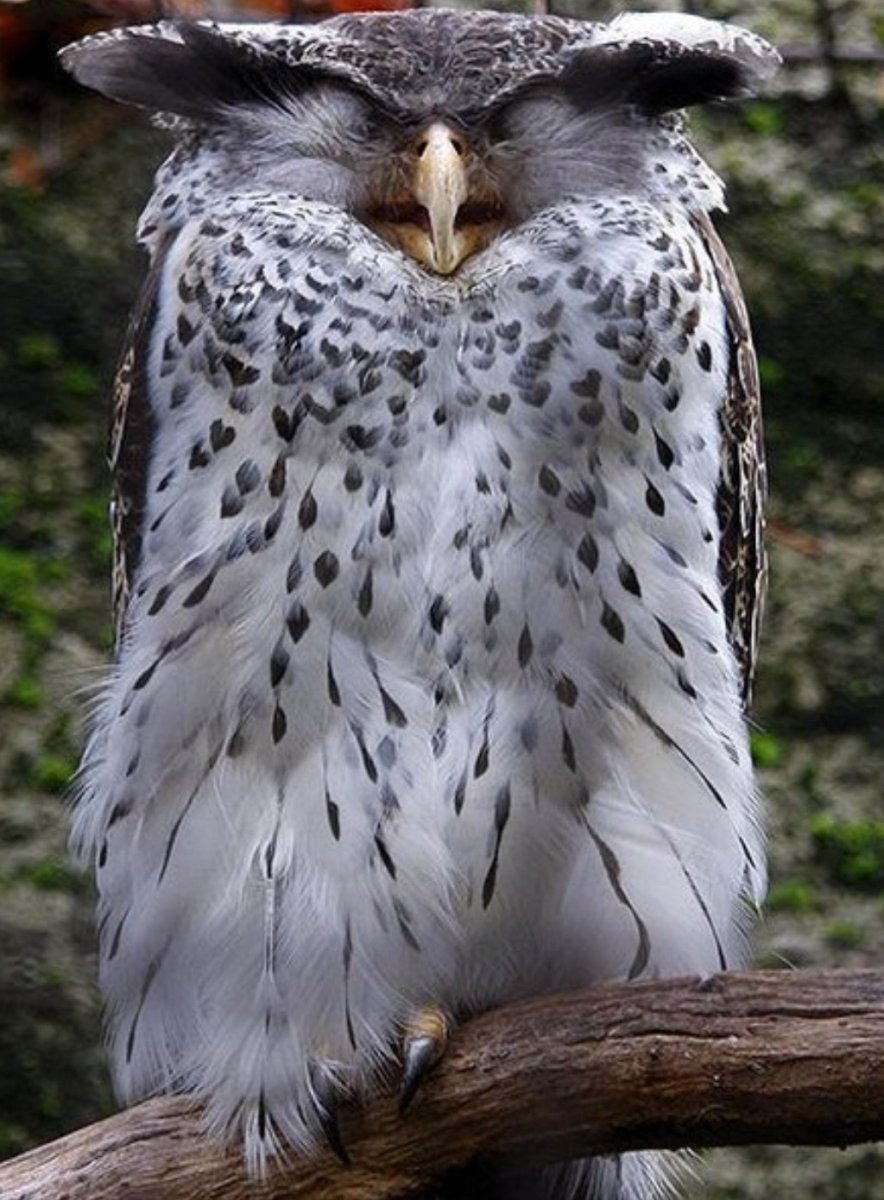 Непальский Филин