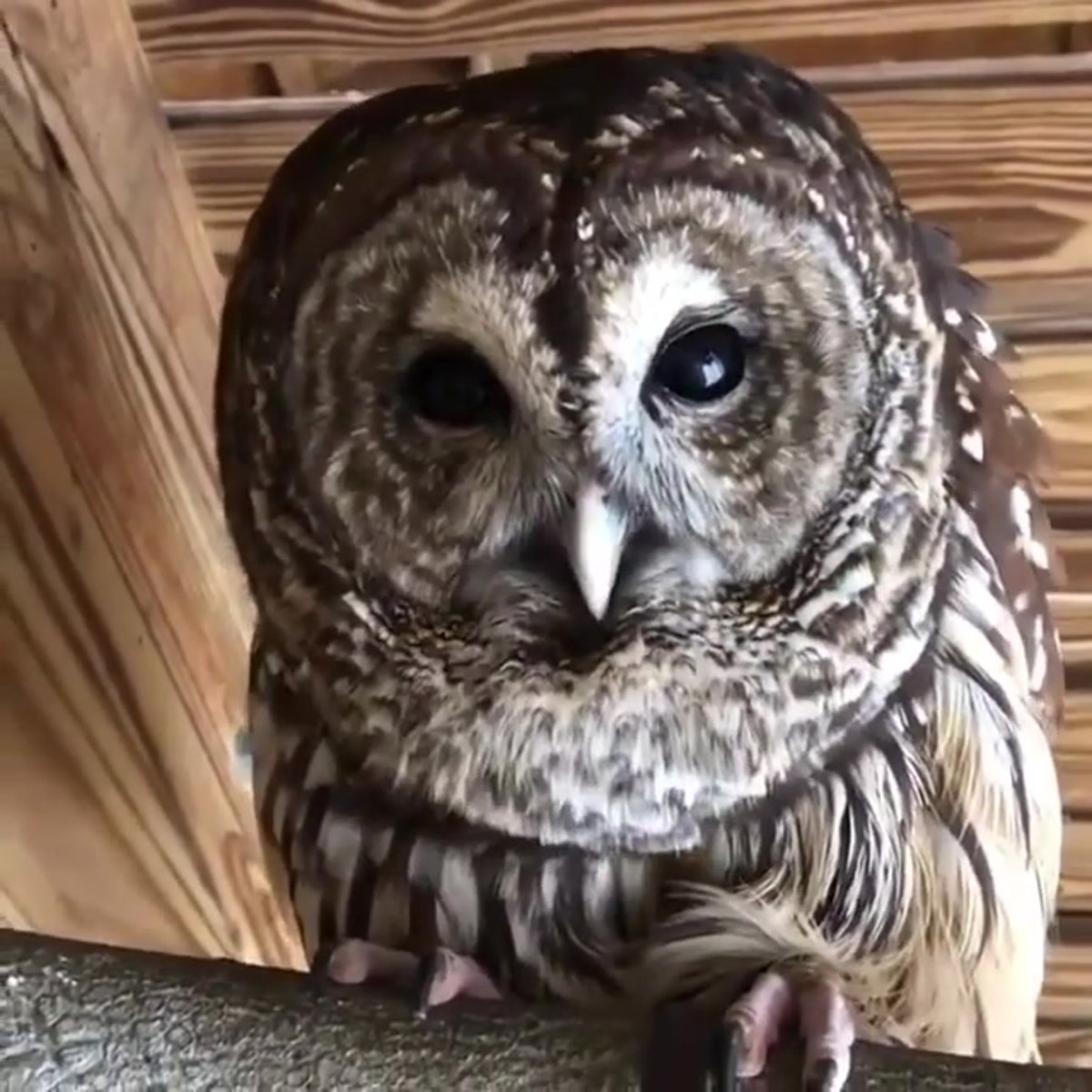 Привет от Совы