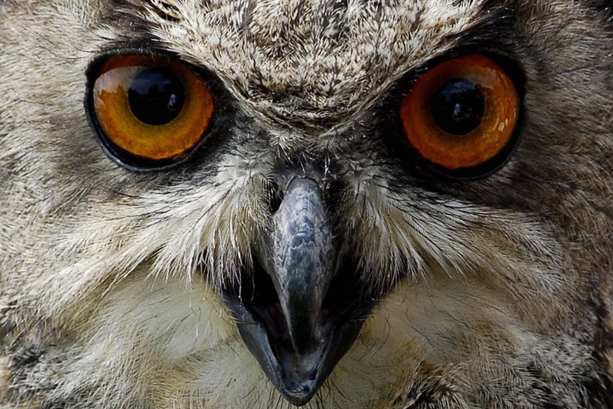 Филин нападает