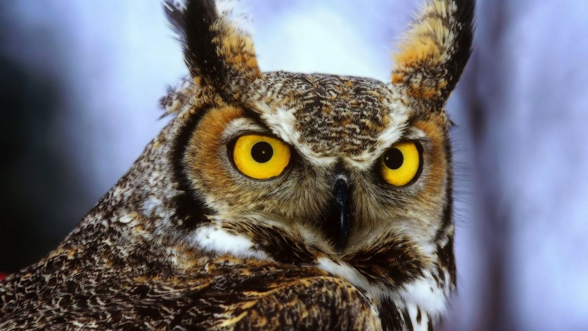 Серьезная Сова