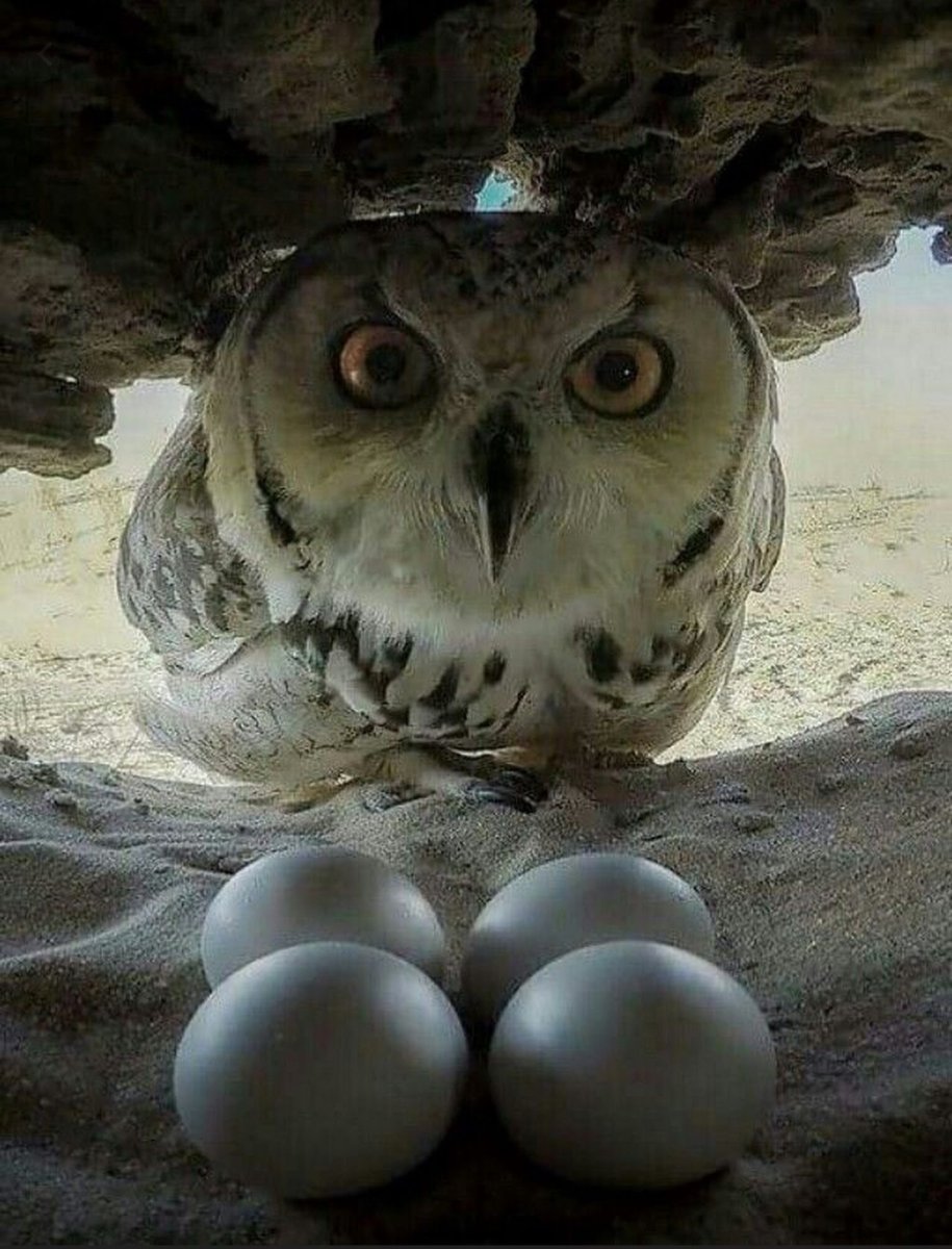 Домашняя Сова