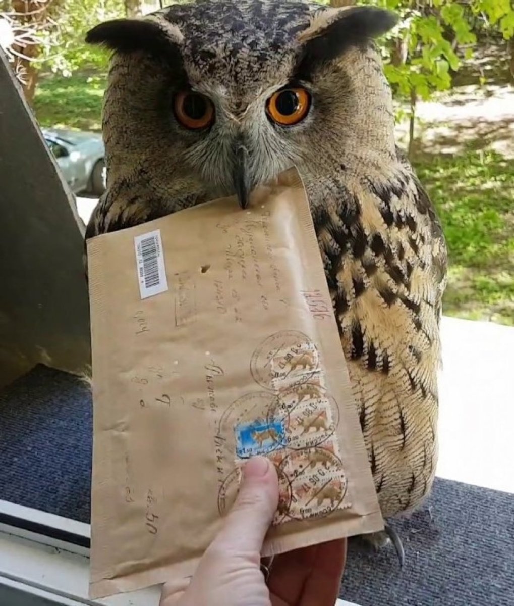 Гигантская Сова