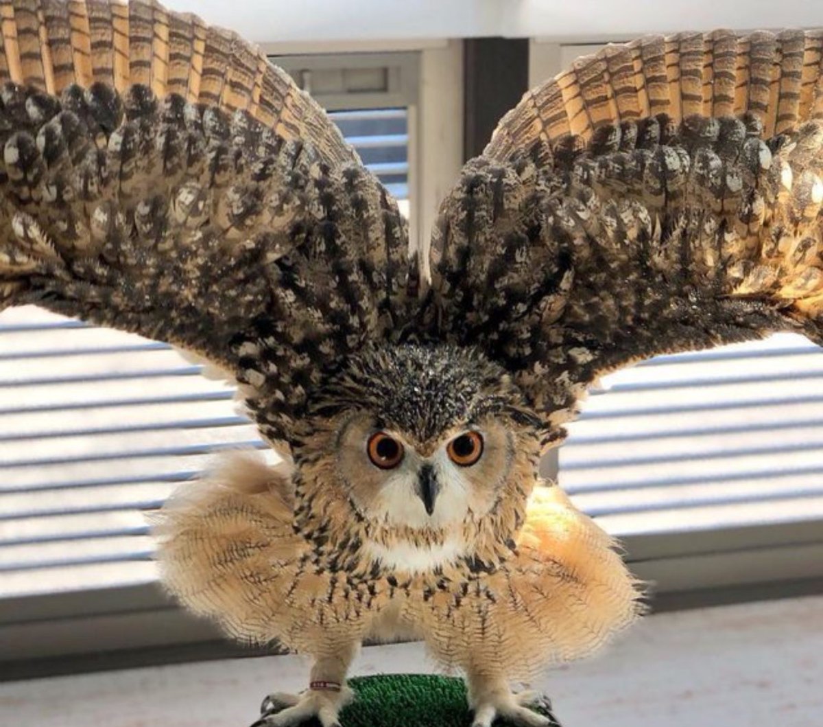 Святая Сова