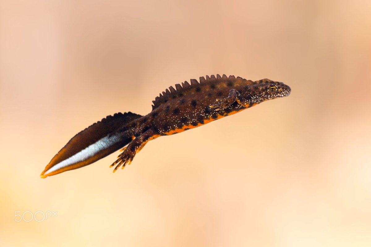 Гребенчатый Тритон регенерация