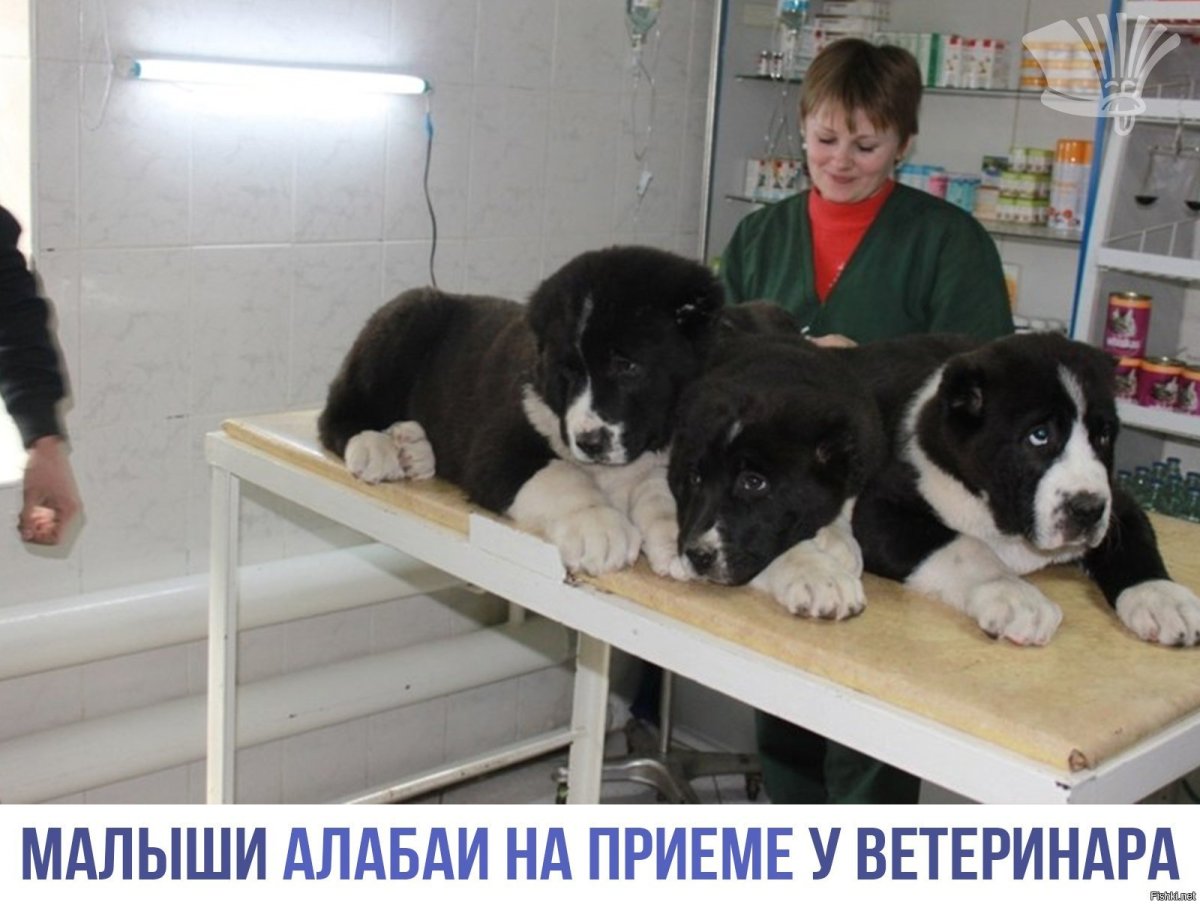 Щенки алабая 1 день