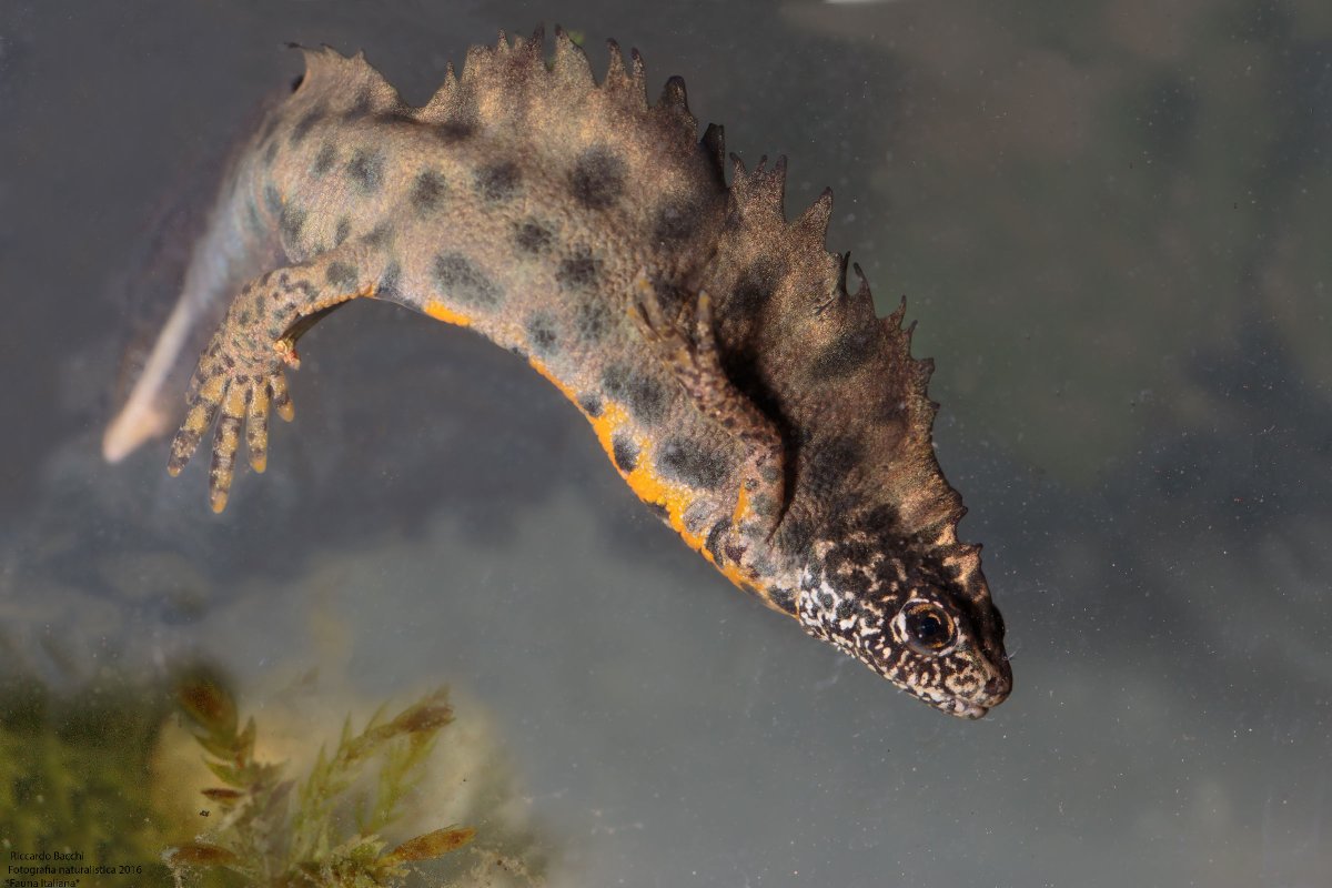 Тритон (Lissotriton vulgaris)