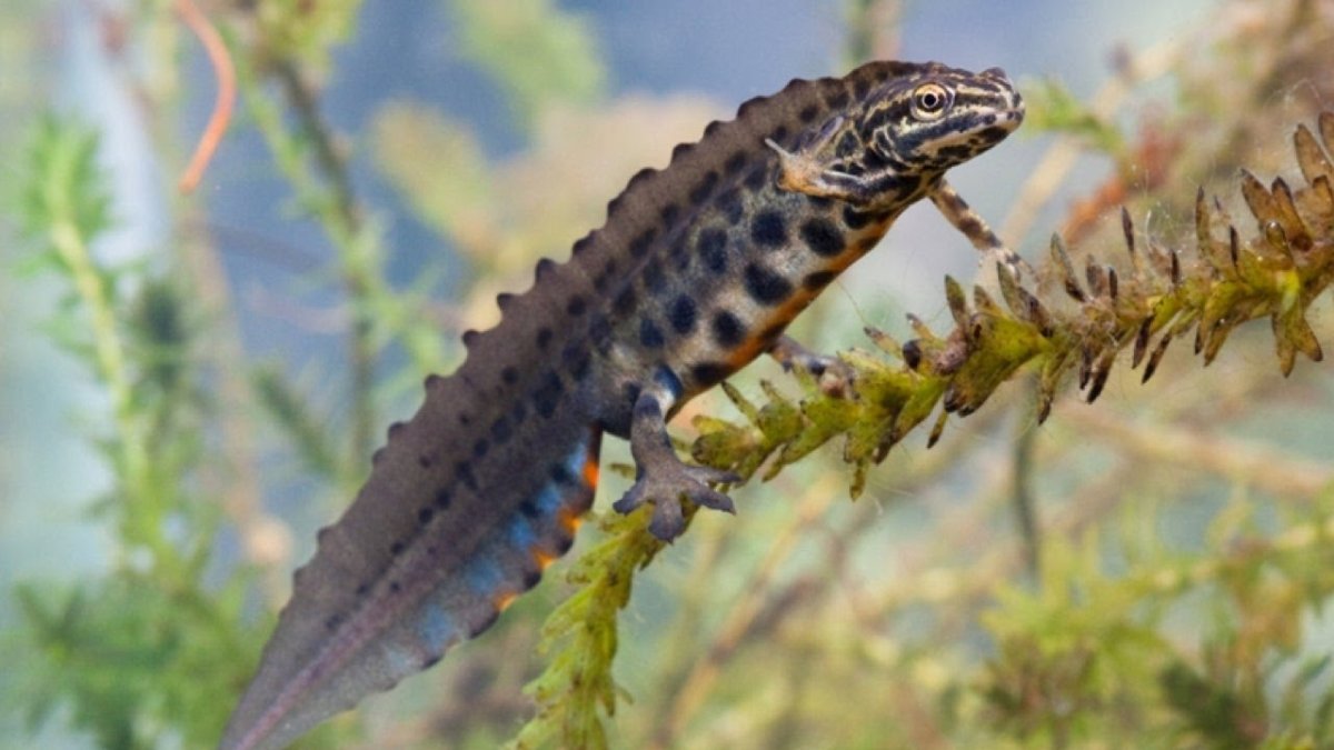 Гребенчатый Тритон