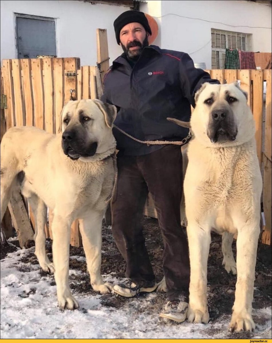 Турецкий алабай кангал