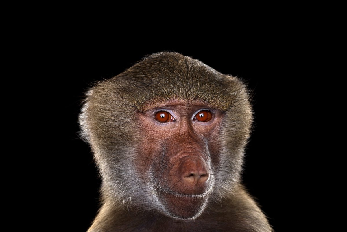 Павиан Мандрил