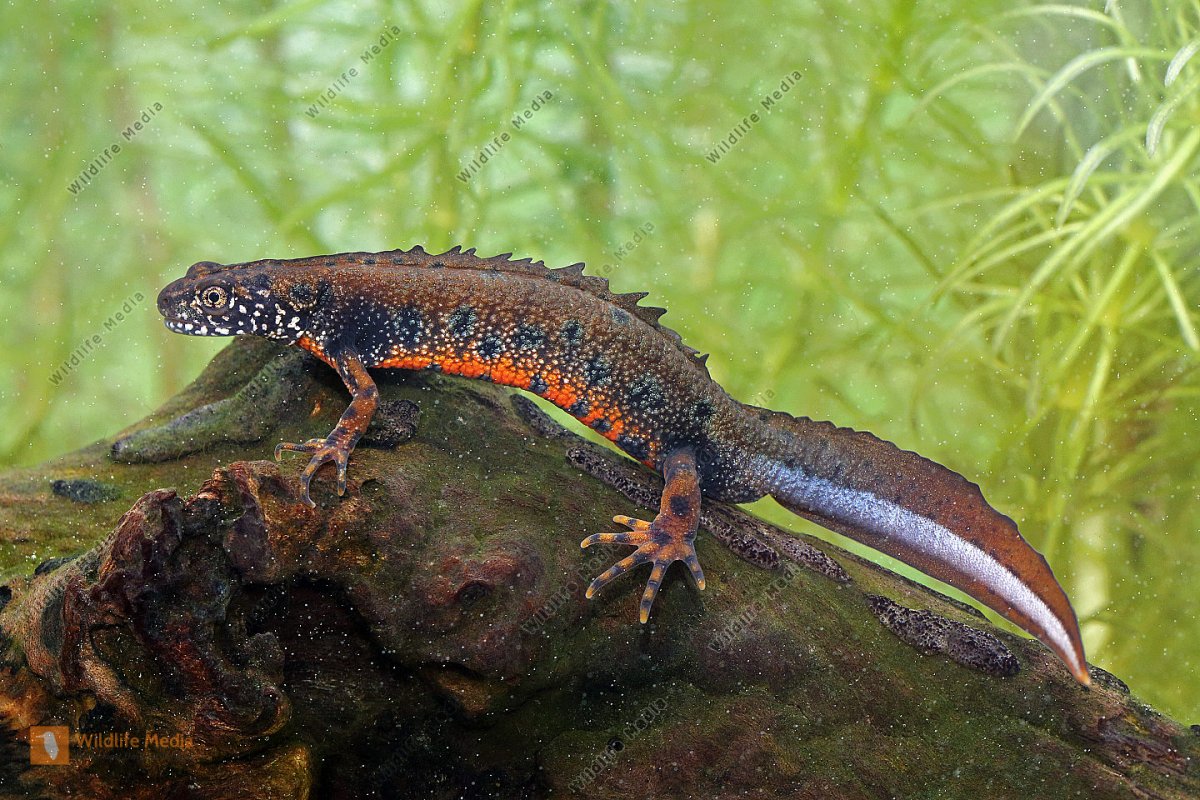 Гребенчатый Тритон