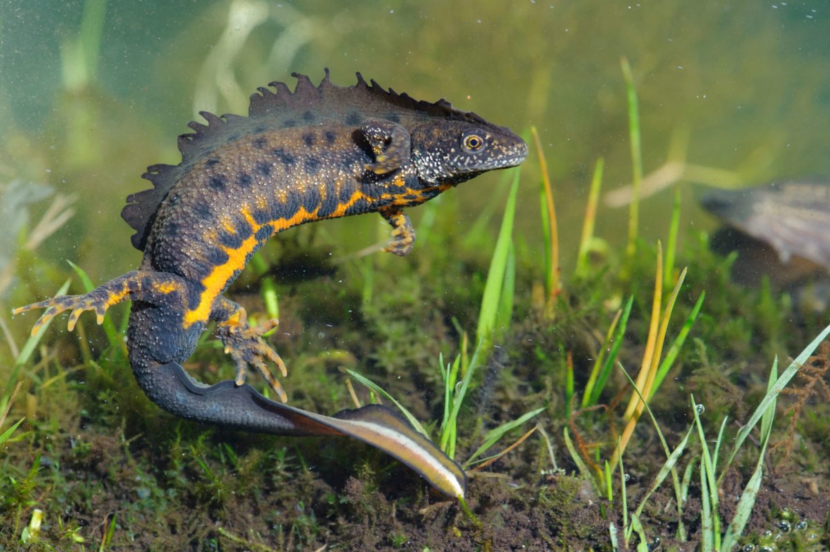 Тритон гребенчатый аквариумный