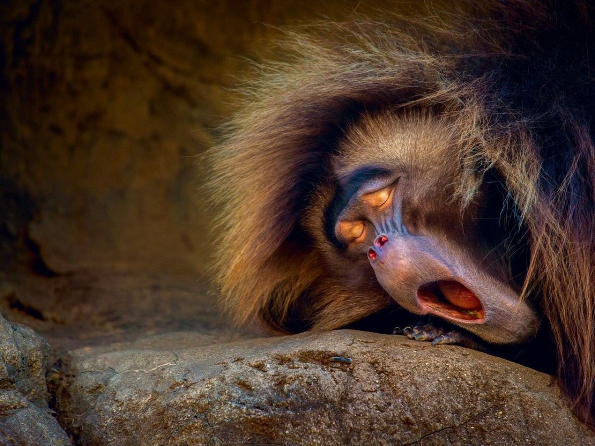 Пушистая обезьяна