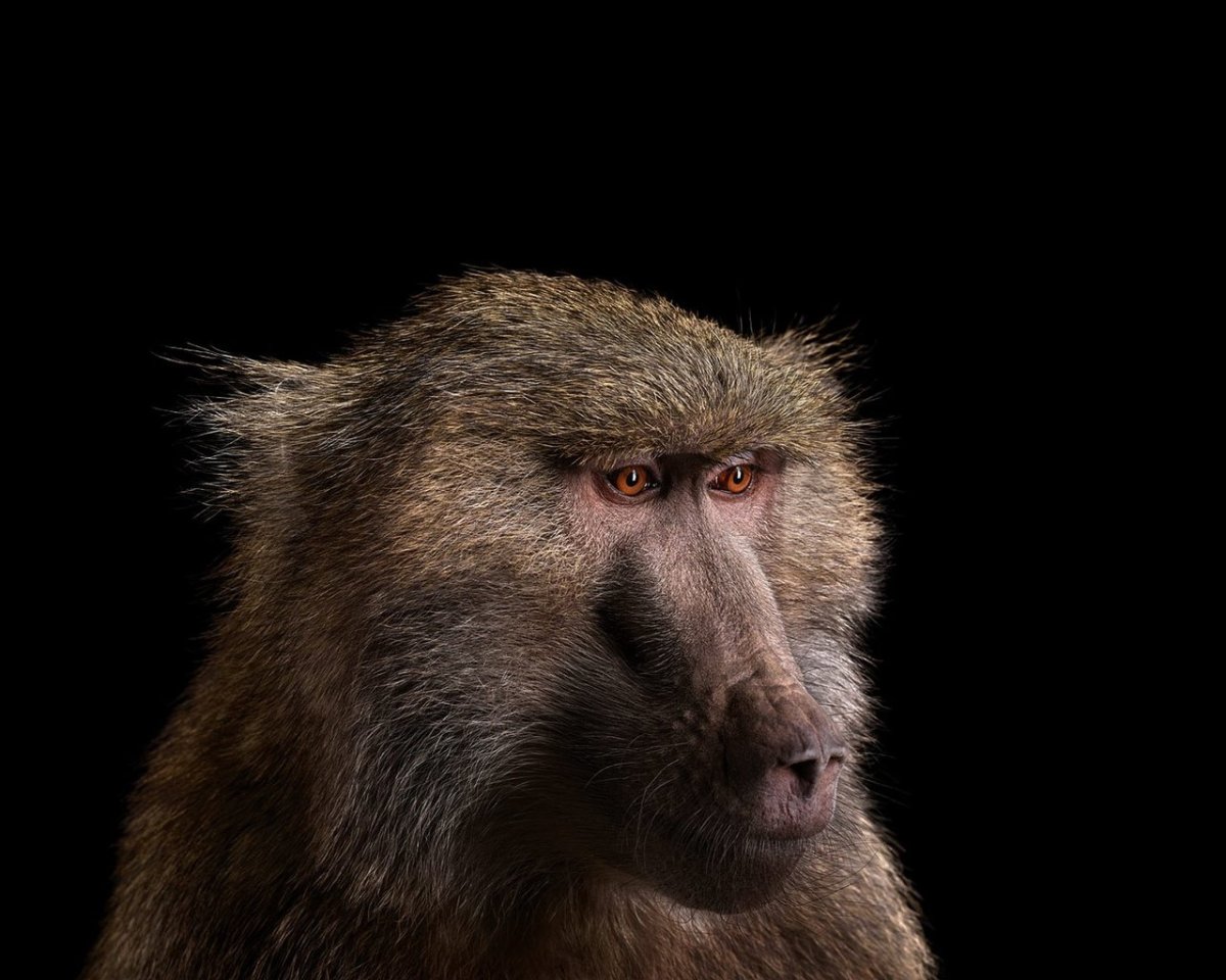 Узконосые приматы