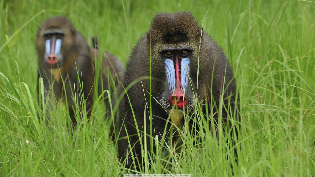 Макака домашняя