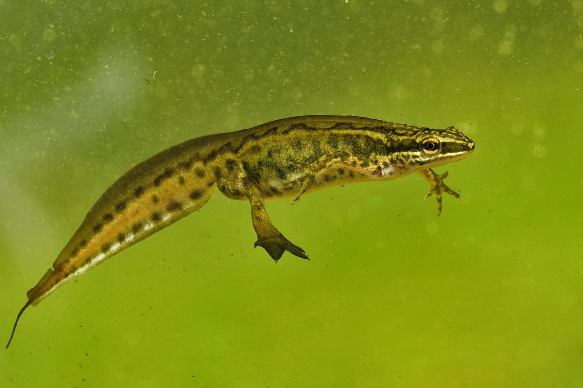 Triturus cristatus гребенчатый Тритон