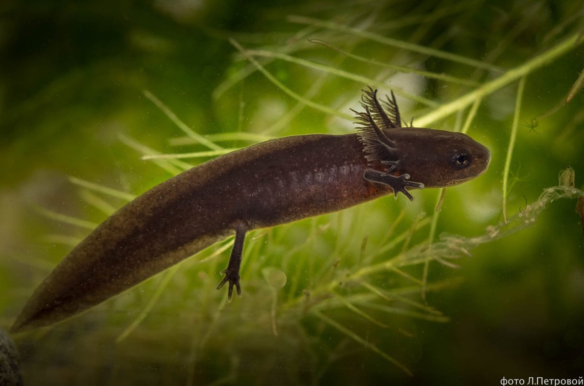 Испанский гребенчатый Тритон