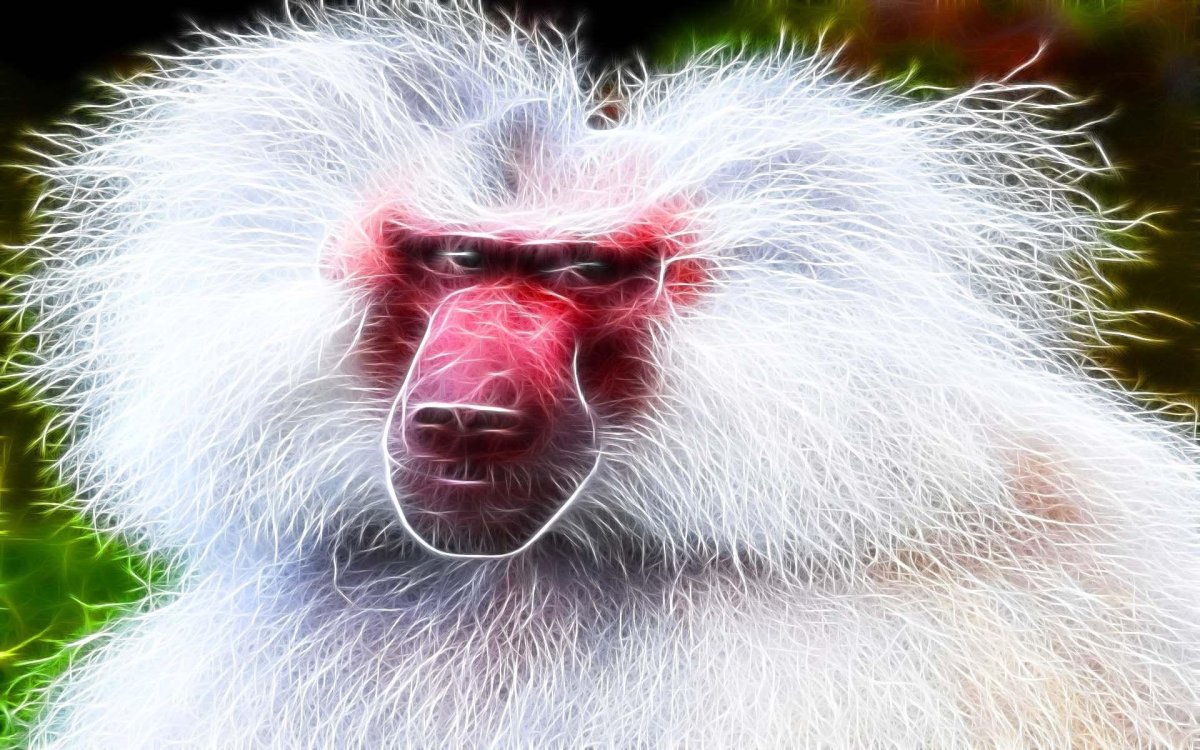 Гвинейский павиан