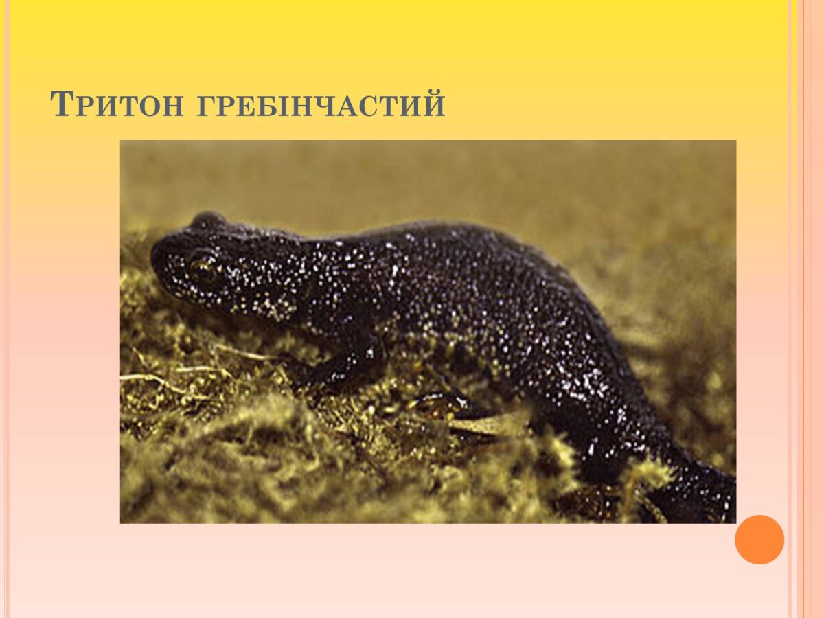 Тритон прудовой обыкновенный