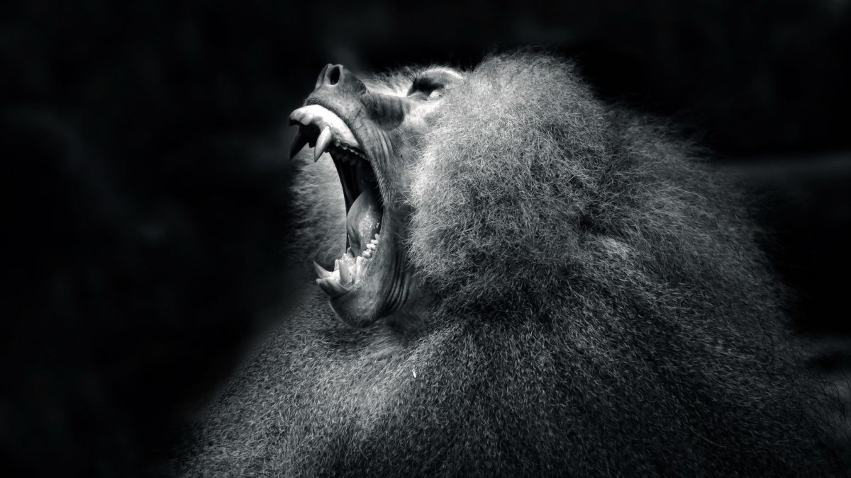 Брэд Уилсон портреты животных