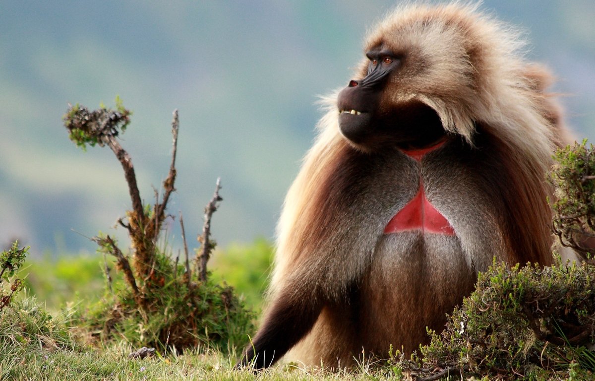 Обезьянка бежит