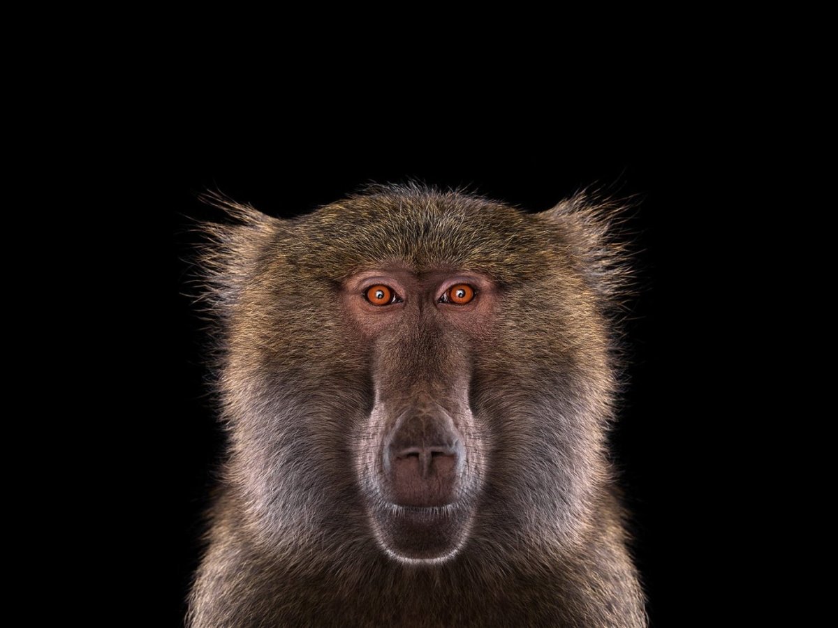 Павиан гамадрил