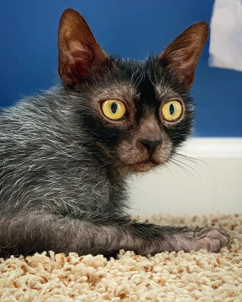 Левкой кошка оборотень