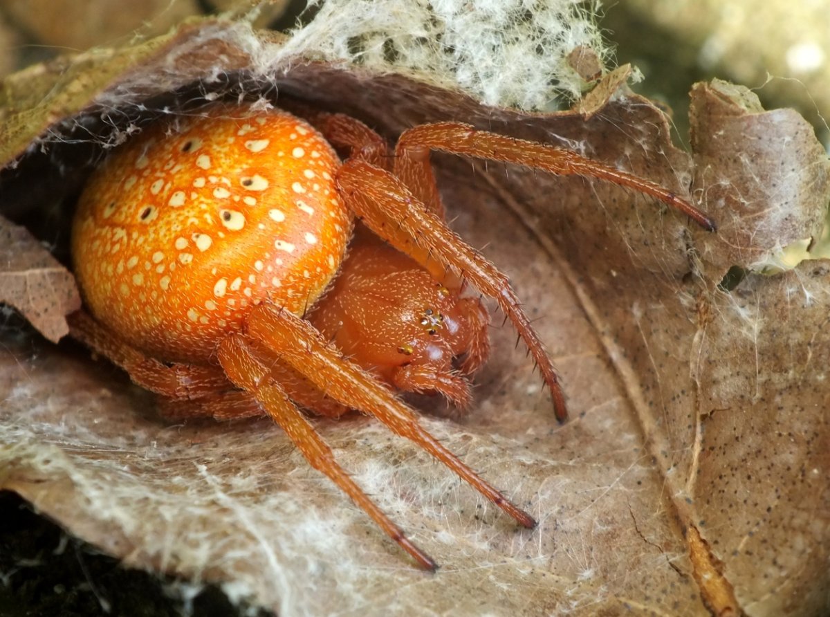 Araneus alsine паук