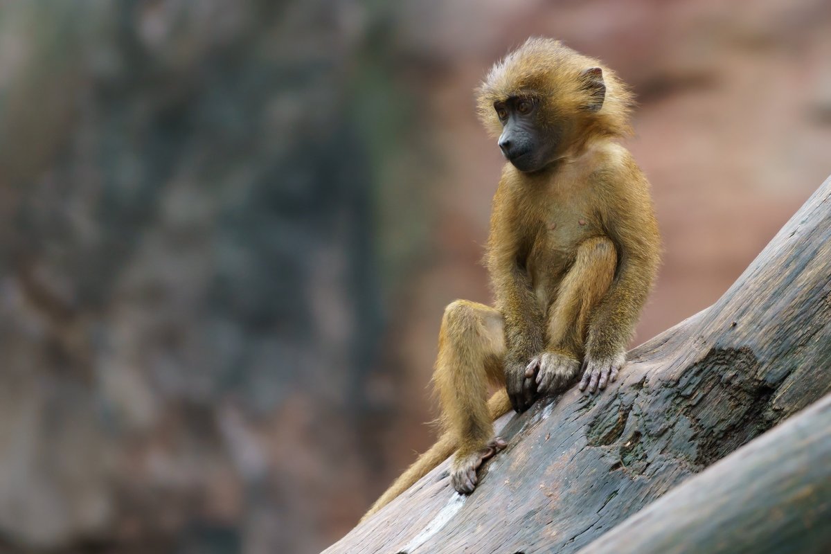 Красивая обезьянка