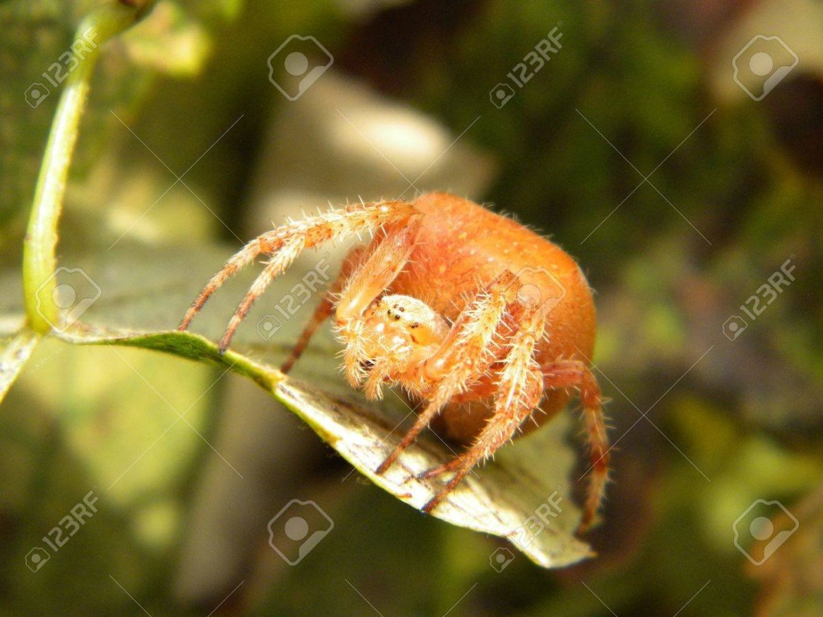 Маленький оранжевый паук в Кисловодске