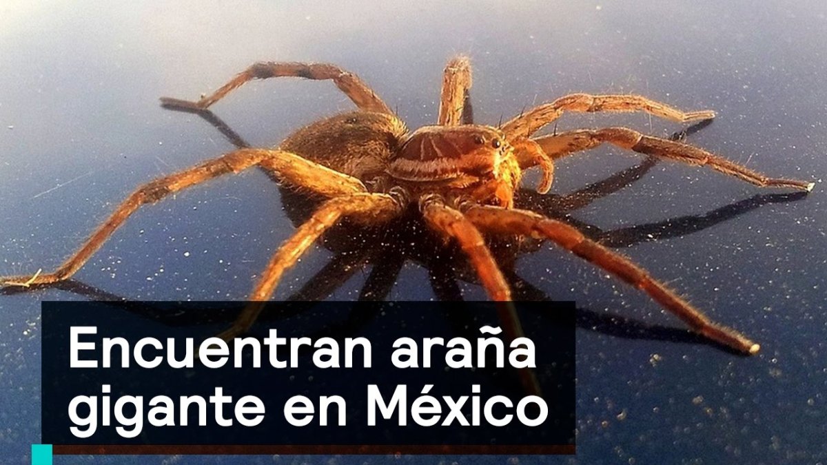 Членистоногие представители паукообразные